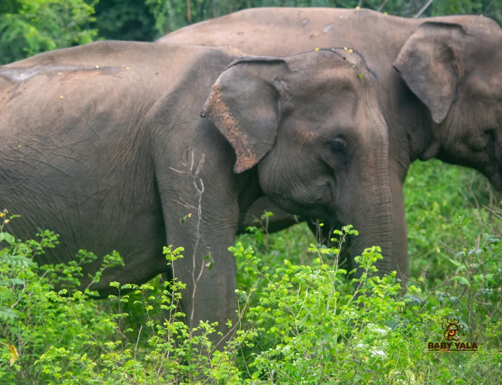 Two elephants walk through lush green vegetation. Their serene demeanor is highlighted by the rich, leafy surroundings, conveying a peaceful, natural setting.