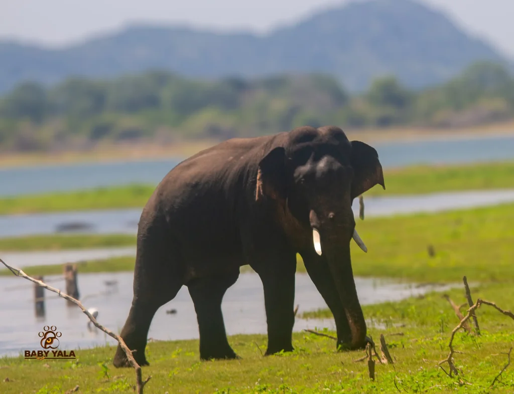 An elephant with tusks walks on lush green grass beside a serene lake. Mountains and trees provide a tranquil backdrop under a clear blue sky.