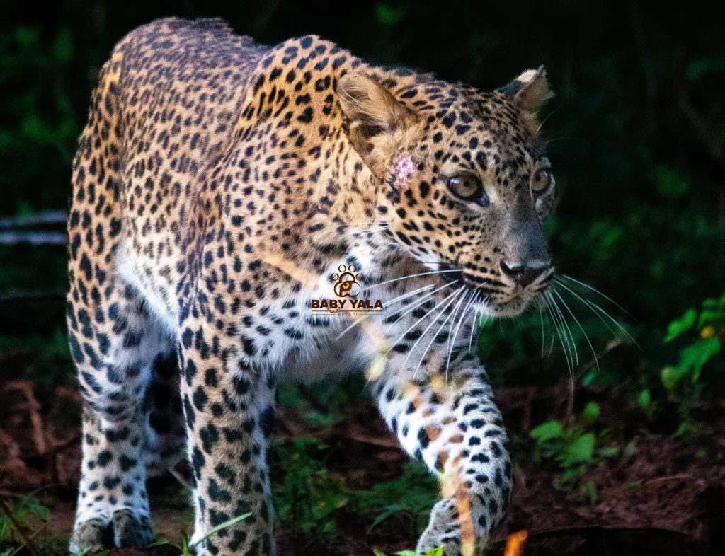 A leopard prowls through a dense, shadowy forest with dappled sunlight highlighting its spotted fur. The scene conveys stealth and power.