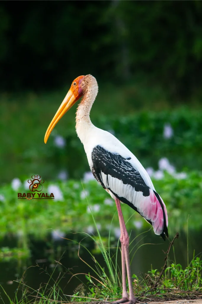 A painted stork with a vivid orange beak stands gracefully by a pond. Its white, black, and pink feathers contrast with the lush green background.