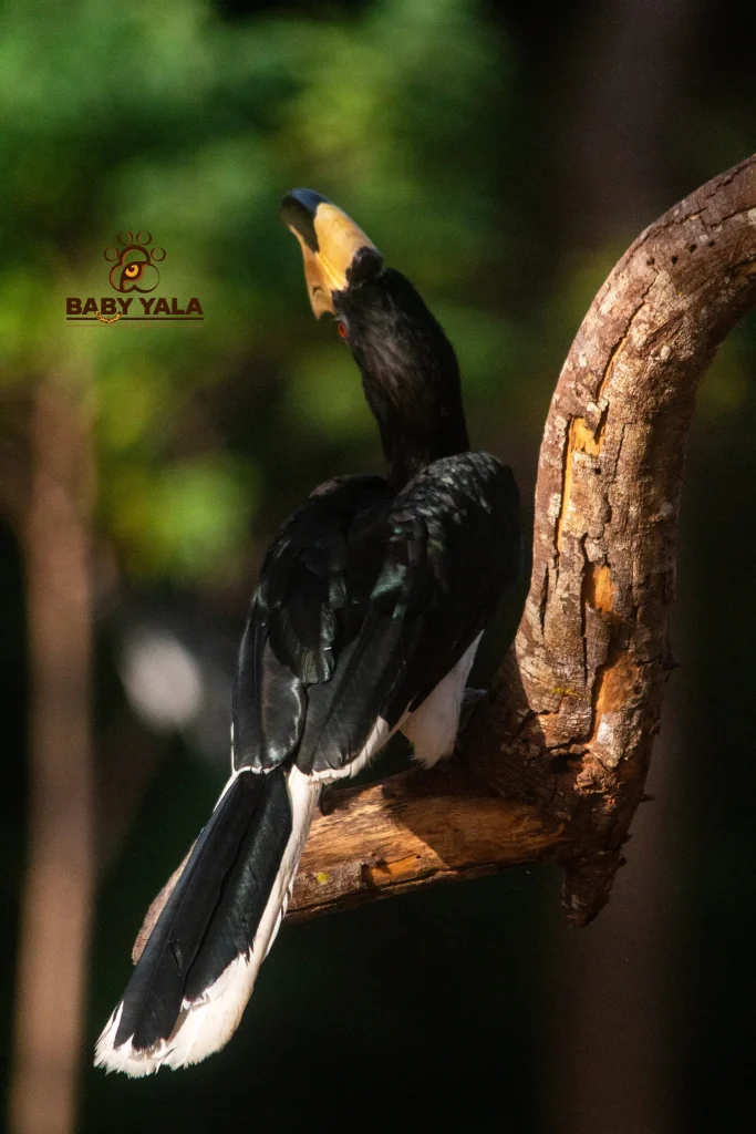 A black and white hornbill is perched on a curved tree branch, facing away. Sunlight highlights its shiny feathers. Background is blurred greens.