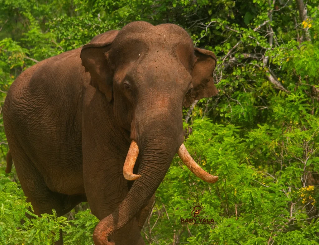 An elephant with large tusks walks along a dirt path amid lush green foliage and trees, conveying a sense of strength and tranquility.