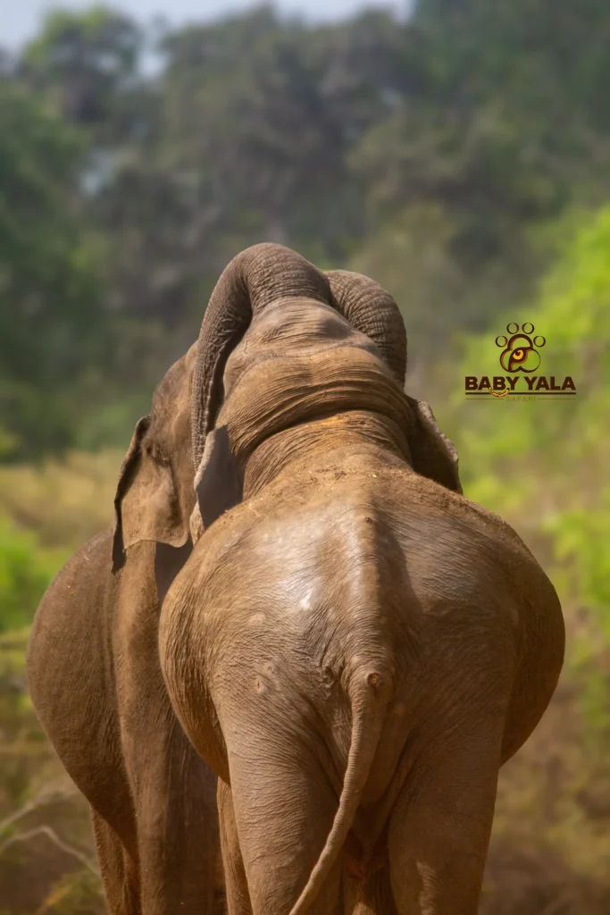 Two elephants seen from behind, walking closely together in a lush forest setting. The image conveys companionship and the beauty of wildlife.