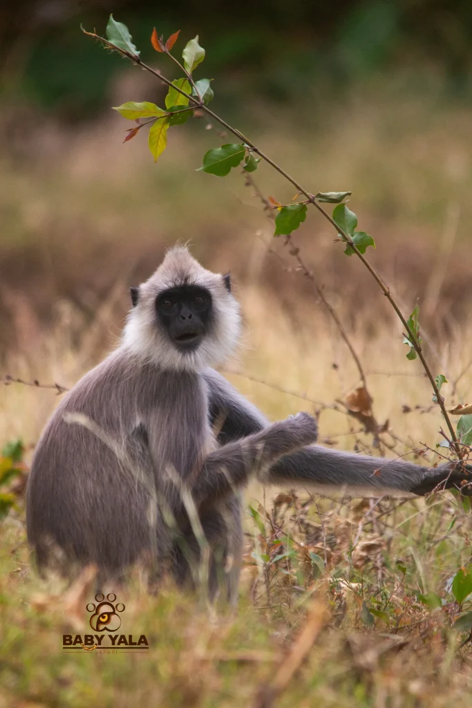 Gray langur sitting in grassy field, gently holding a thin branch with green leaves. The monkey gazes directly, conveying curiosity and calmness.