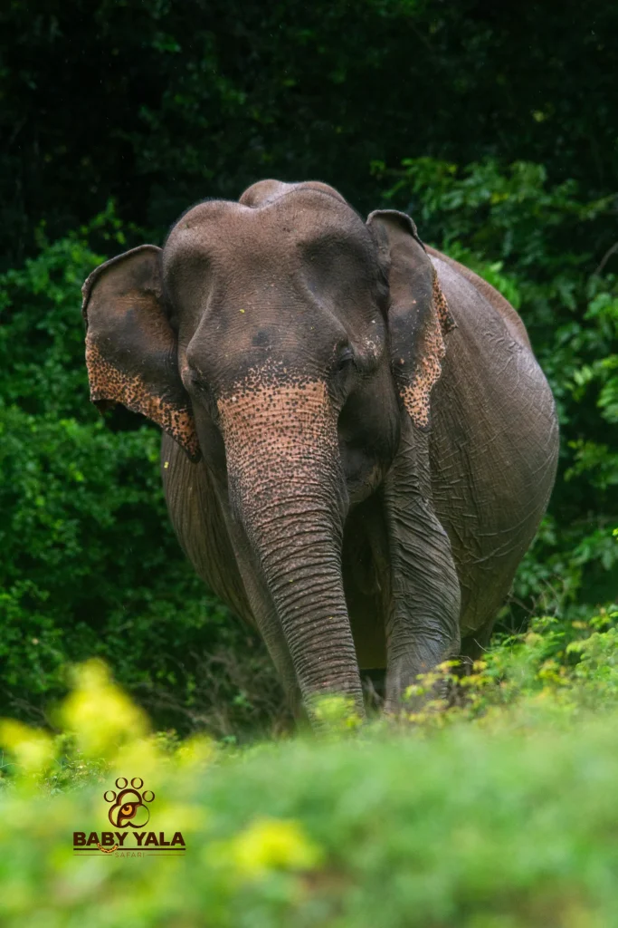 A majestic elephant stands amidst lush green foliage, its textured skin and large ears prominent. The scene conveys a serene and natural atmosphere.
