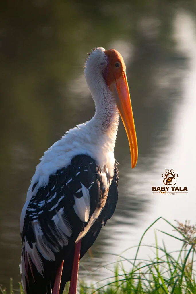 A stork with a vibrant orange beak and striking black and white feathers stands gracefully by a reflective pond, surrounded by lush greenery.