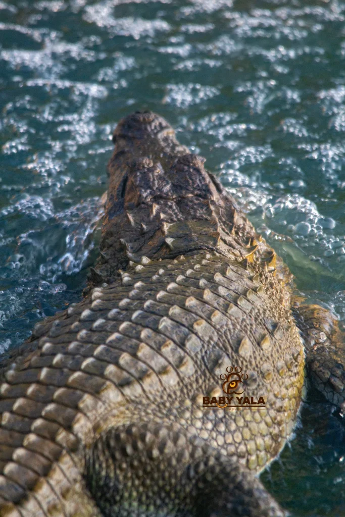 Close-up of a crocodile partially submerged in rippling blue water. Its textured, scaly back is prominent, conveying a sense of power and presence.