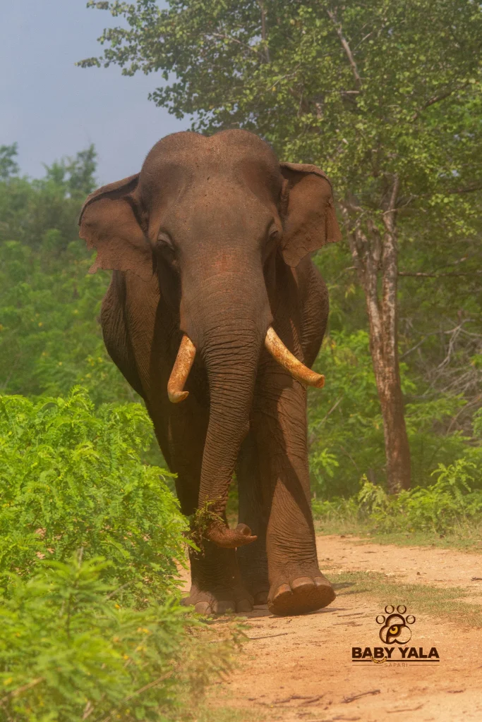 A majestic elephant with large tusks walks calmly down a dirt path surrounded by lush greenery and trees, creating a serene, natural atmosphere.