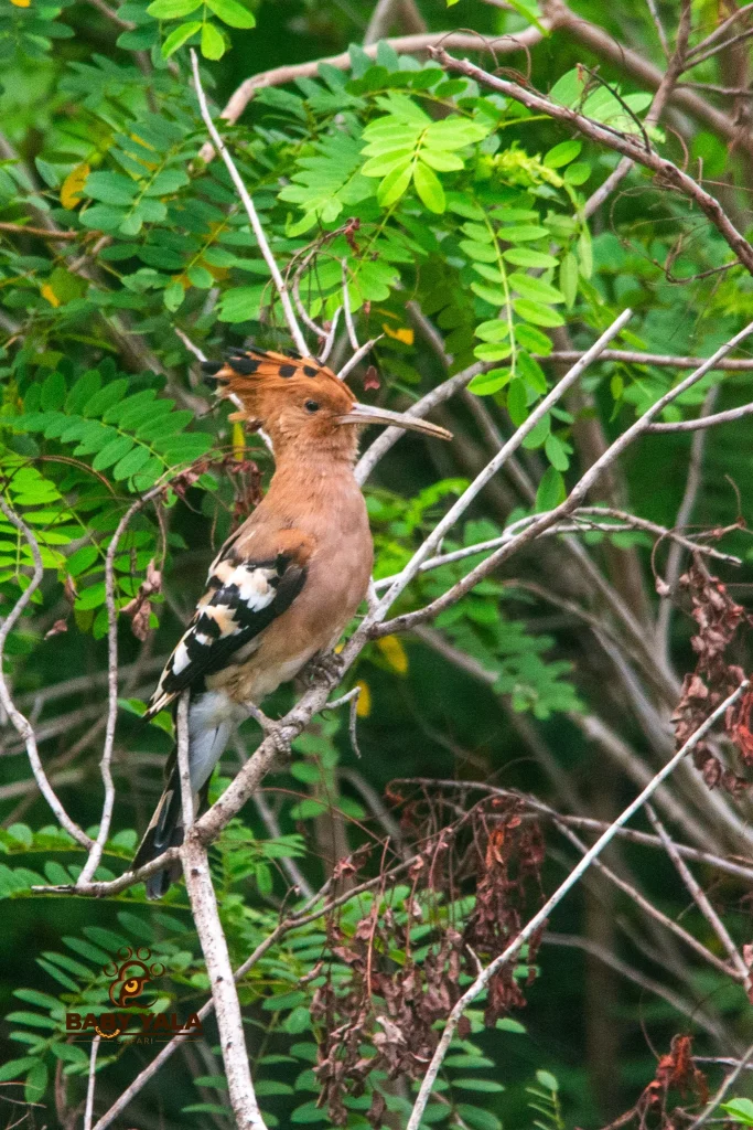 A striking bird with orange crest and black-and-white wings perches on slender branches amidst lush green and dry brown leaves, creating a vibrant contrast.