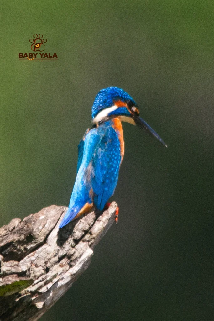 A vibrant kingfisher with bright blue and orange plumage perches on a weathered tree branch. The background is a soft, blurred green.