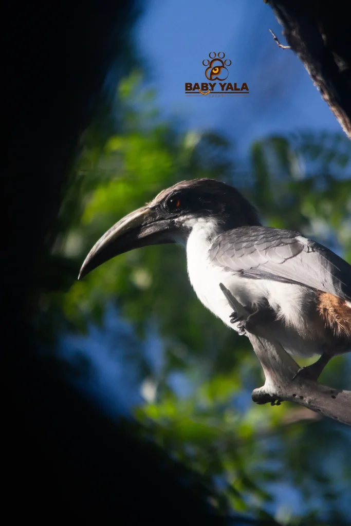 A hornbill with a large, curved beak perches on a branch, surrounded by leafy green foliage. Sunlight highlights its gray and white feathers.