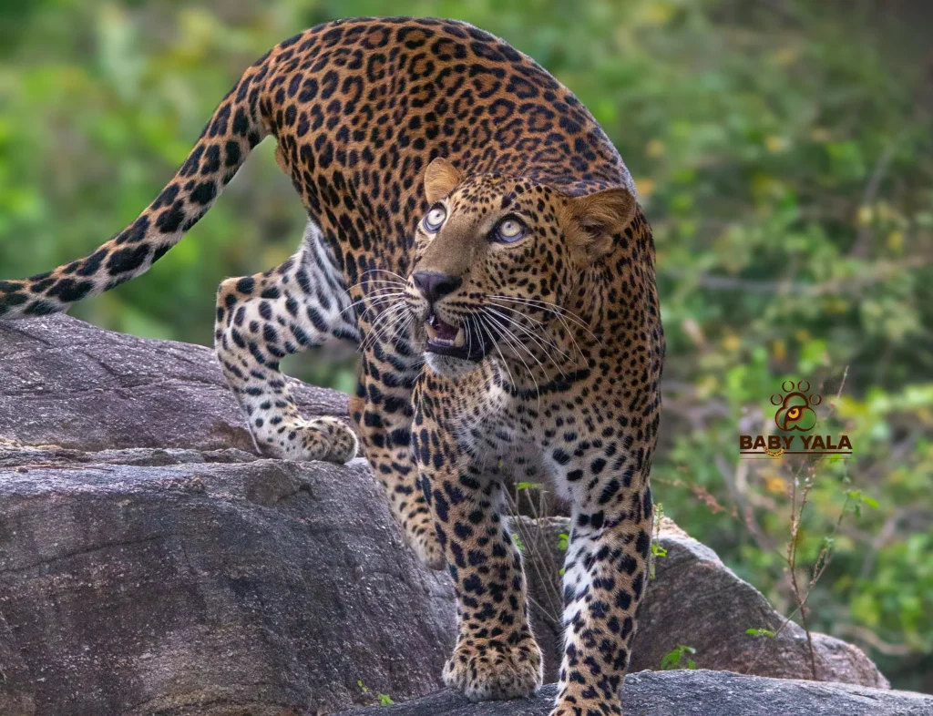 A poised leopard with striking spots stands alert on a rock, surrounded by lush green foliage.