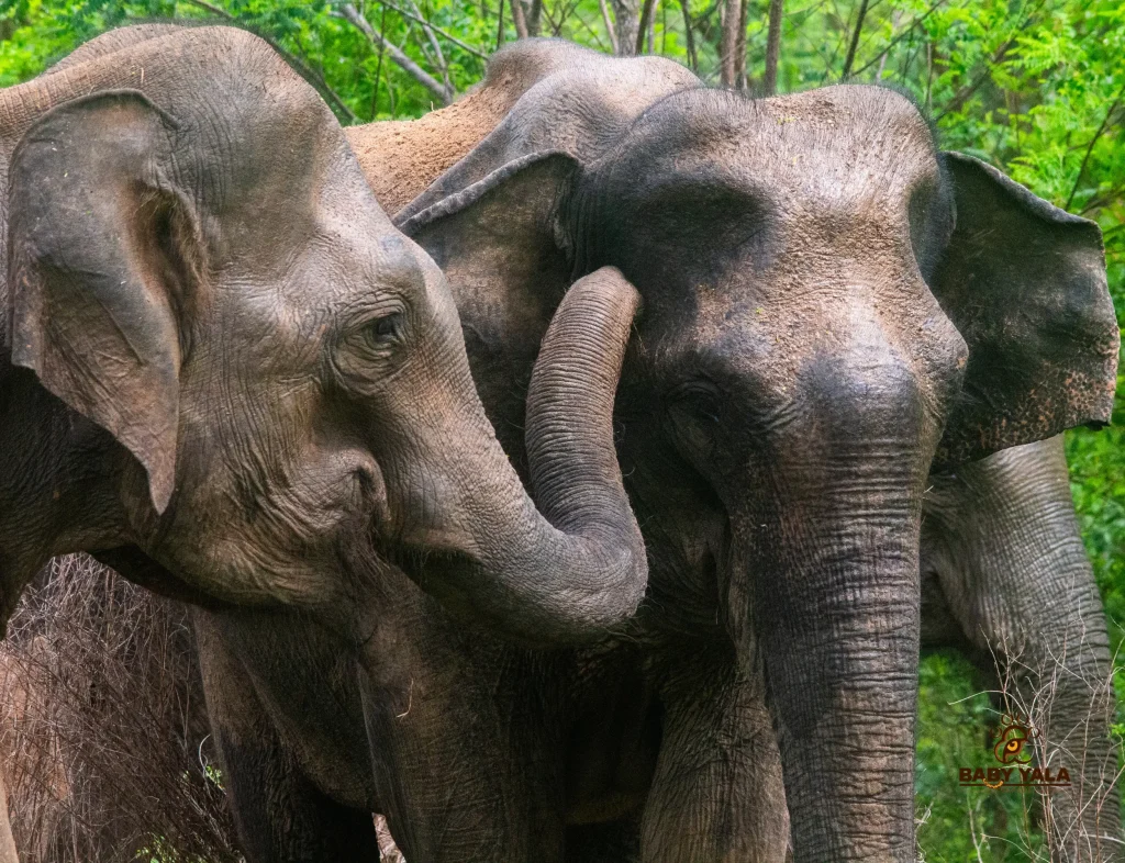 Two elephants stand closely in a lush, green forest. One gently touches the other with its trunk. The scene conveys a sense of bonding and tranquility.