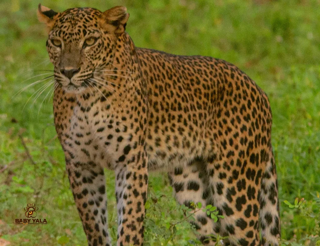 A leopard stands alert on lush green grass, its spotted coat blending with the surroundings. The scene conveys a sense of calm and natural beauty.