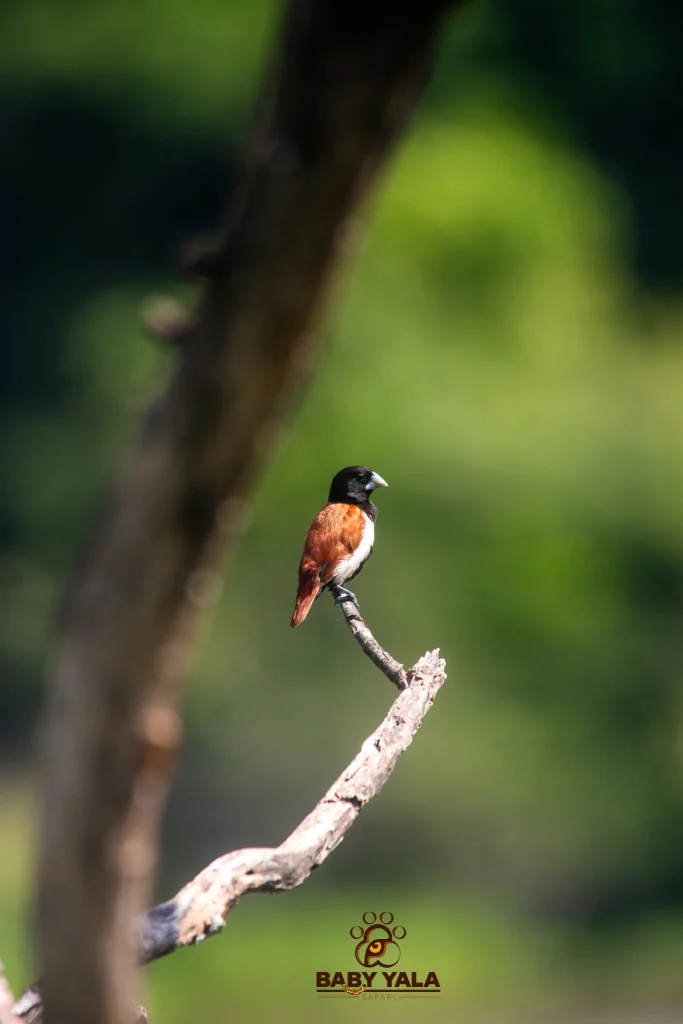 A small bird with a black head, white chest, and brown body perches on a thin branch. The background is a soft blur of green foliage.