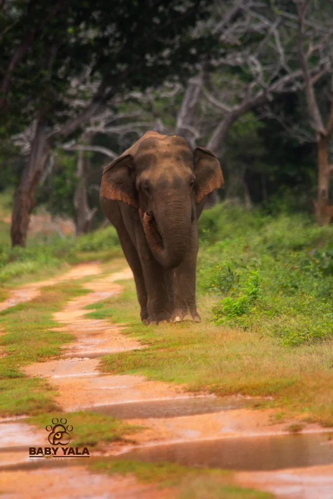 A large elephant stands in a lush, green forest. The image captures the elephant's textured skin and gentle expression in bright sunlight
