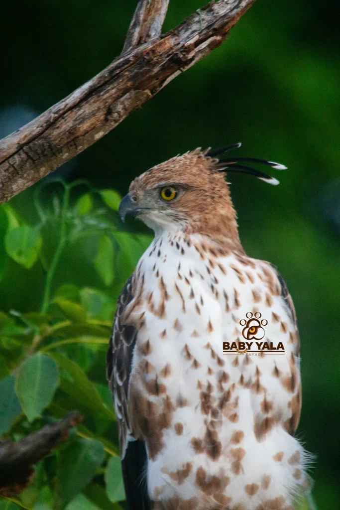 Crested hawk-eagle perched on a branch, surrounded by lush green leaves. The bird's sharp yellow eyes and distinct plumage convey alertness.