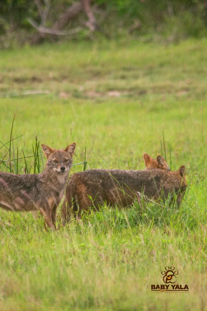 Two coyotes stand in a grassy field. One looks alertly towards the camera, while the other sniffs the ground. The scene is lush and peaceful.