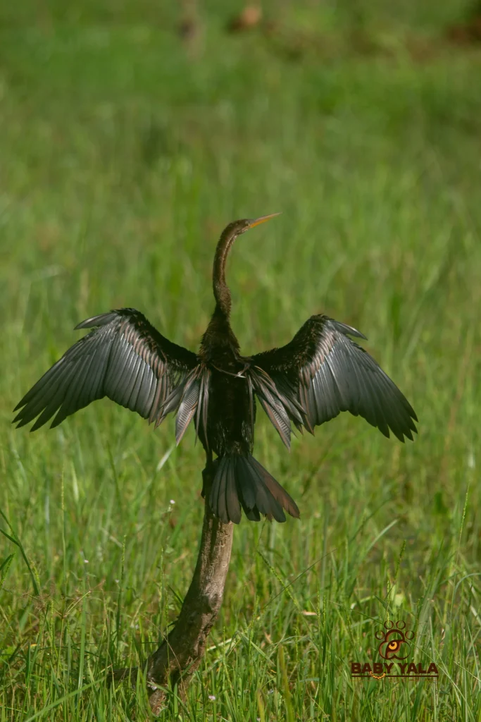 A bird with outstretched wings perched on a branch, set against a background of vibrant green grass. The bird appears calm and majestic.