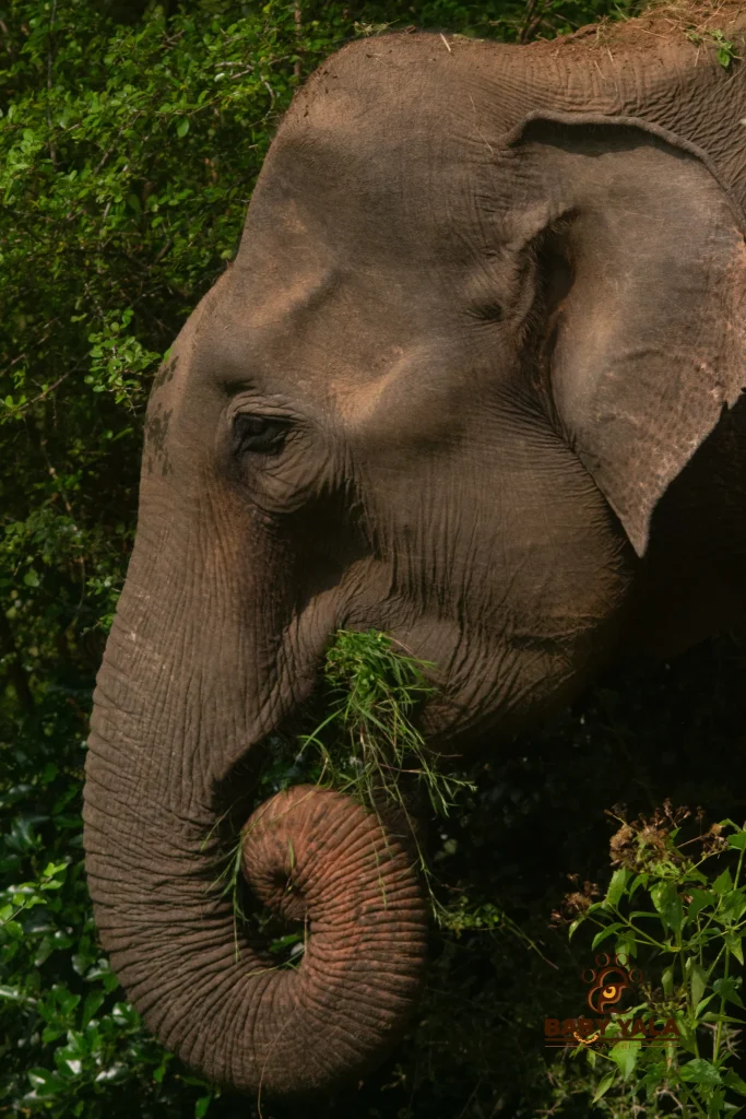 An elephant peacefully munches on greenery, its trunk elegantly curled around the foliage. It stands amidst lush green leaves, conveying a serene mood.