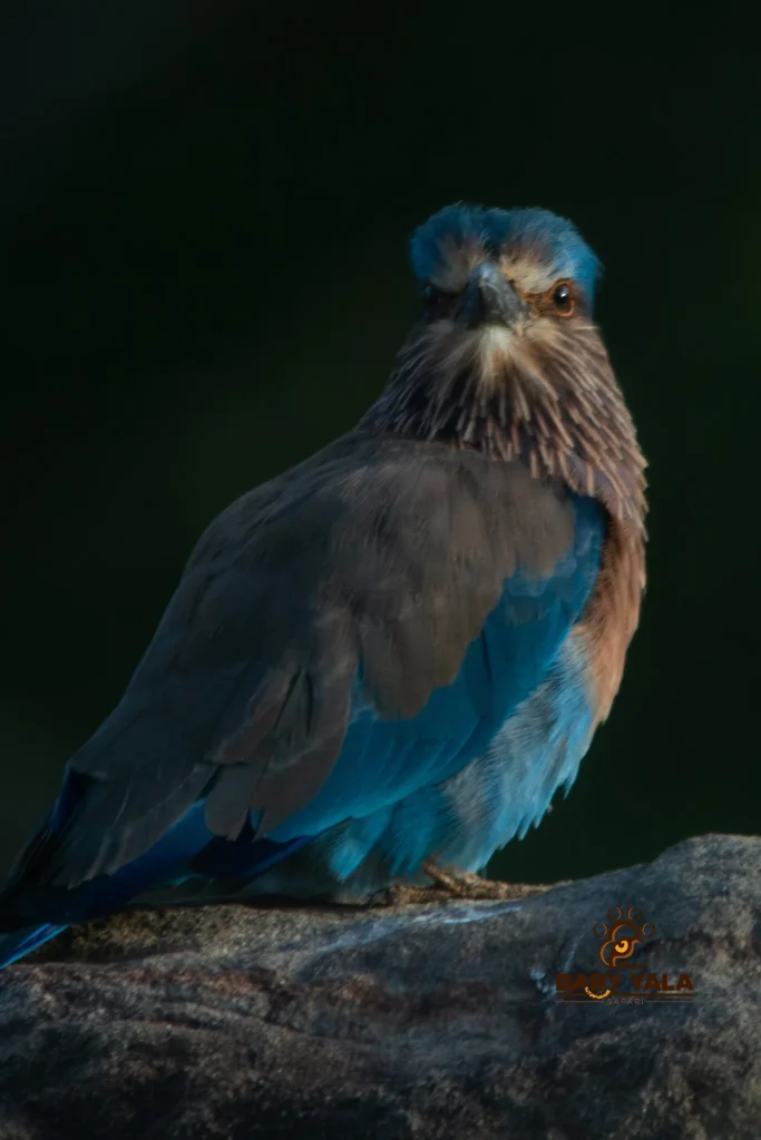 A blue and brown bird perches on a rock against a dark, blurred background. Its vibrant plumage stands out, conveying a serene, watchful mood.