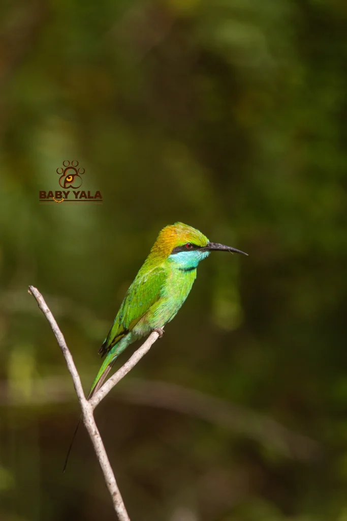 A vibrant green bird with a striking orange and blue head perches on a slender branch against a blurred, leafy background, exuding tranquility.