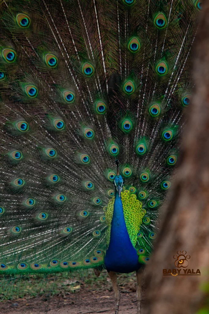A vibrant peacock displays its iridescent tail feathers, fanned out in a full, colorful arc. The feathers feature striking eye patterns.