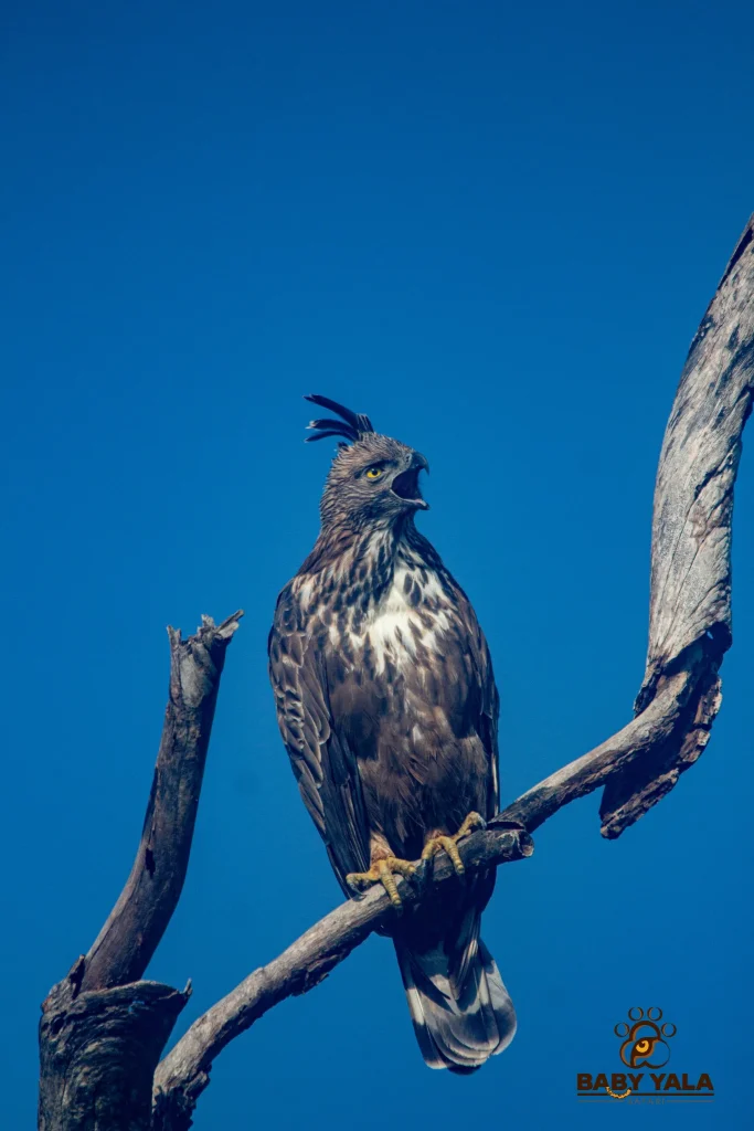 A majestic brown hawk with a tufted head perched on a bare branch against a clear blue sky. Its beak is open, possibly calling out.