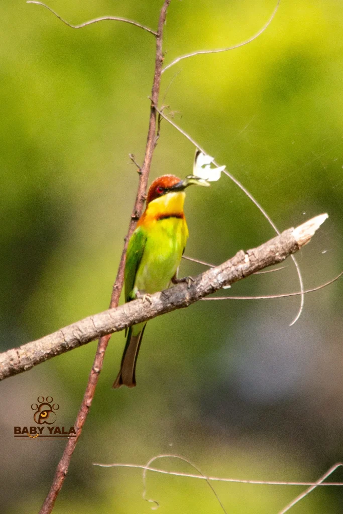 Colorful bird with a red head and green body perched on a branch, catching an insect. The background is a blurred, vibrant green, conveying a lively scene.
