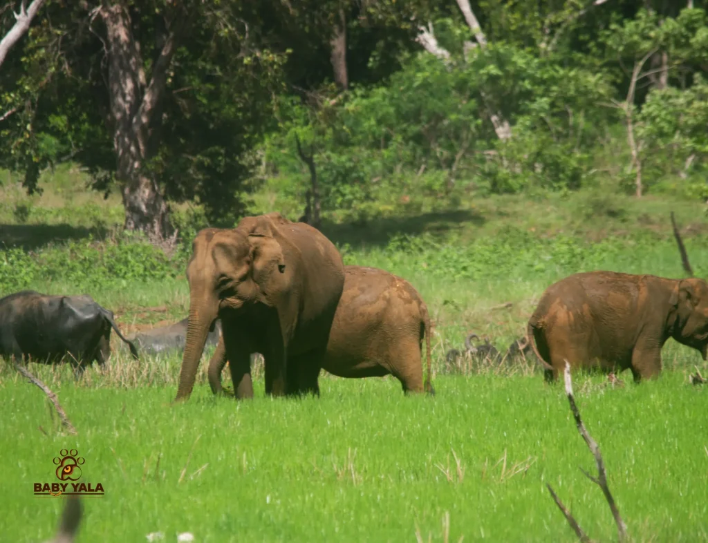 Three elephants stand on vibrant green grass in a lush forest. A buffalo grazes nearby, suggesting a peaceful and harmonious natural setting.