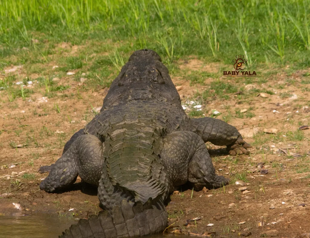 A large crocodile rests on a muddy riverbank, facing away. The background is lush with green grass. The setting feels serene and natural.