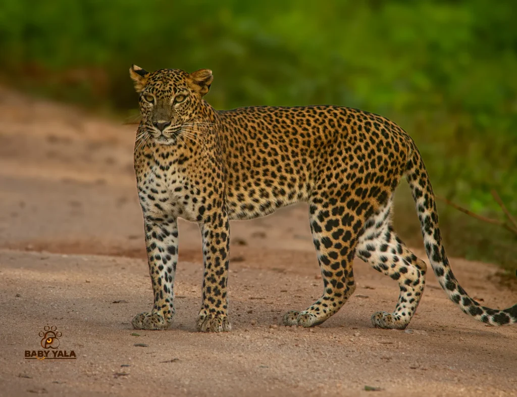 A leopard stands alert on lush green grass, its spotted coat blending with the surroundings. The scene conveys a sense of calm and natural beauty.