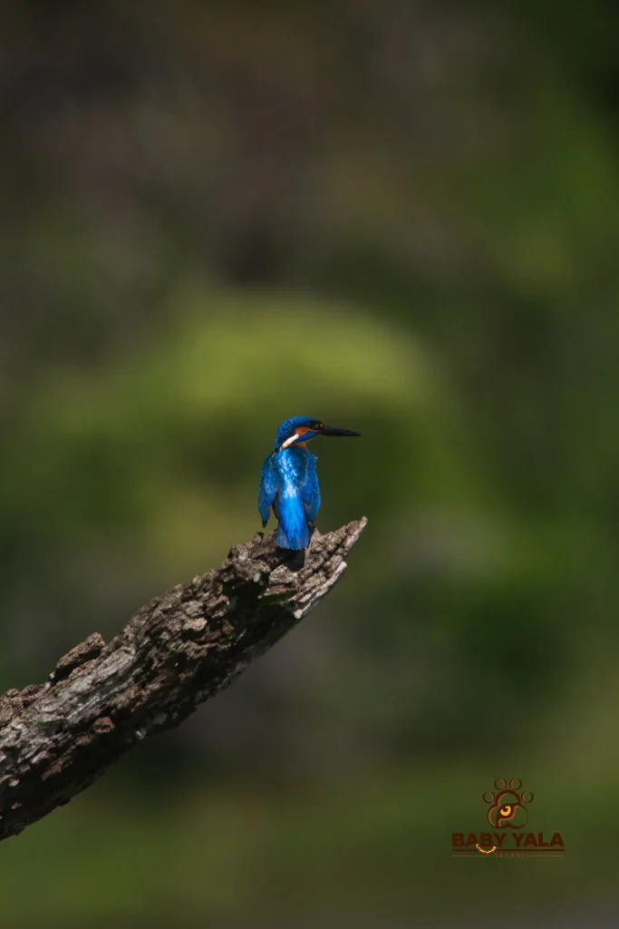 A vibrant kingfisher with bright blue and orange plumage perches on a weathered branch, set against a soft green background, evoking a serene feel.