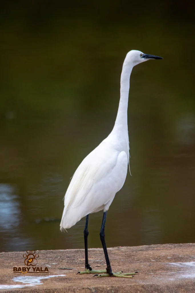 A tall white egret stands gracefully on a stone ledge by the water, poised and alert. The background is a calm, blurred greenish-brown.