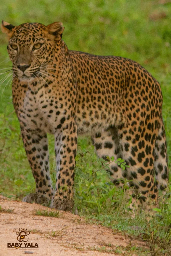 Leopard standing alertly on a dirt path surrounded by lush green grass. Its spotted fur contrasts with the greenery, conveying a sense of focus and grace.