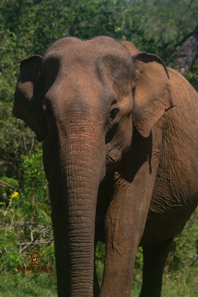 Close-up of a solitary elephant in a lush green forest. Sunlight casts shadows on its textured skin, conveying a calm and natural atmosphere.