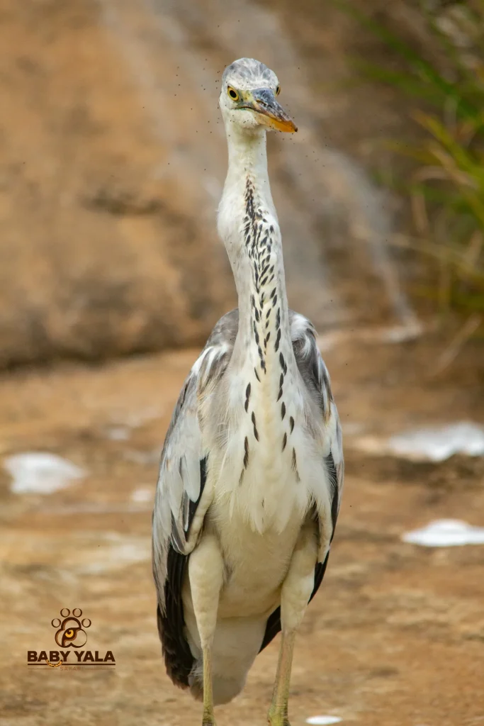 A tall heron stands on sandy ground, facing forward. It has a long neck, gray and white plumage, and a focused expression. The blurred background suggests a natural setting.