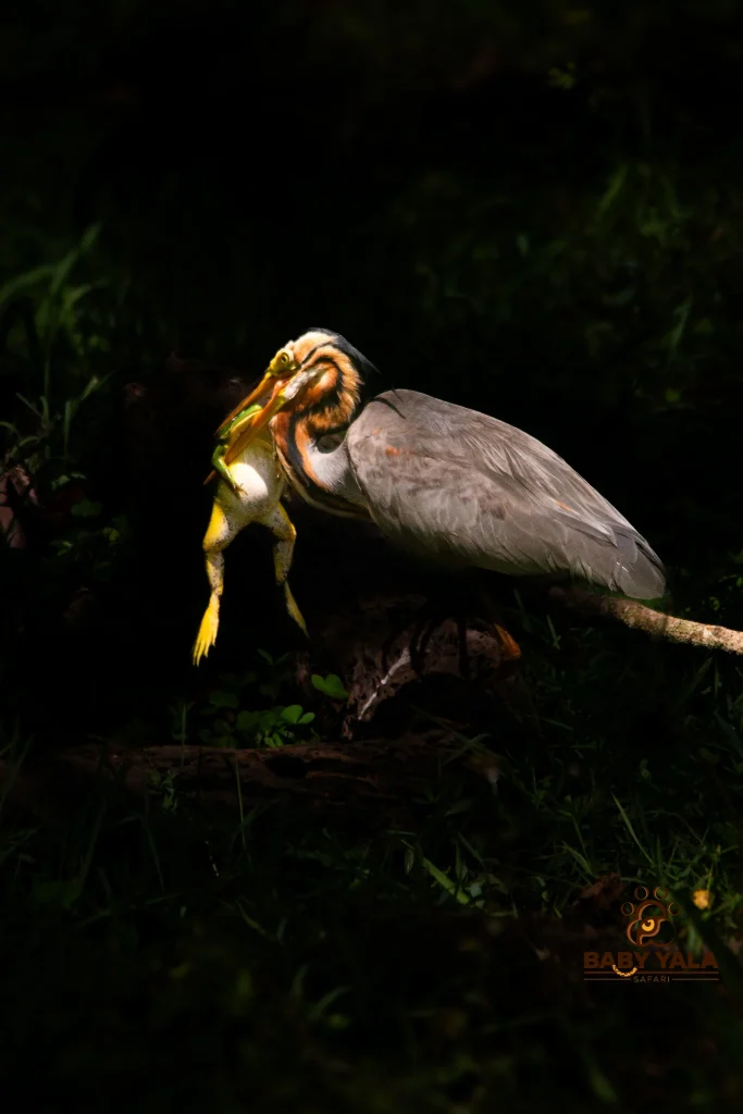 A heron, partially illuminated, stands on a dark forest floor, with a yellow frog clasped in its beak. The scene conveys a sense of predator-prey dynamics.