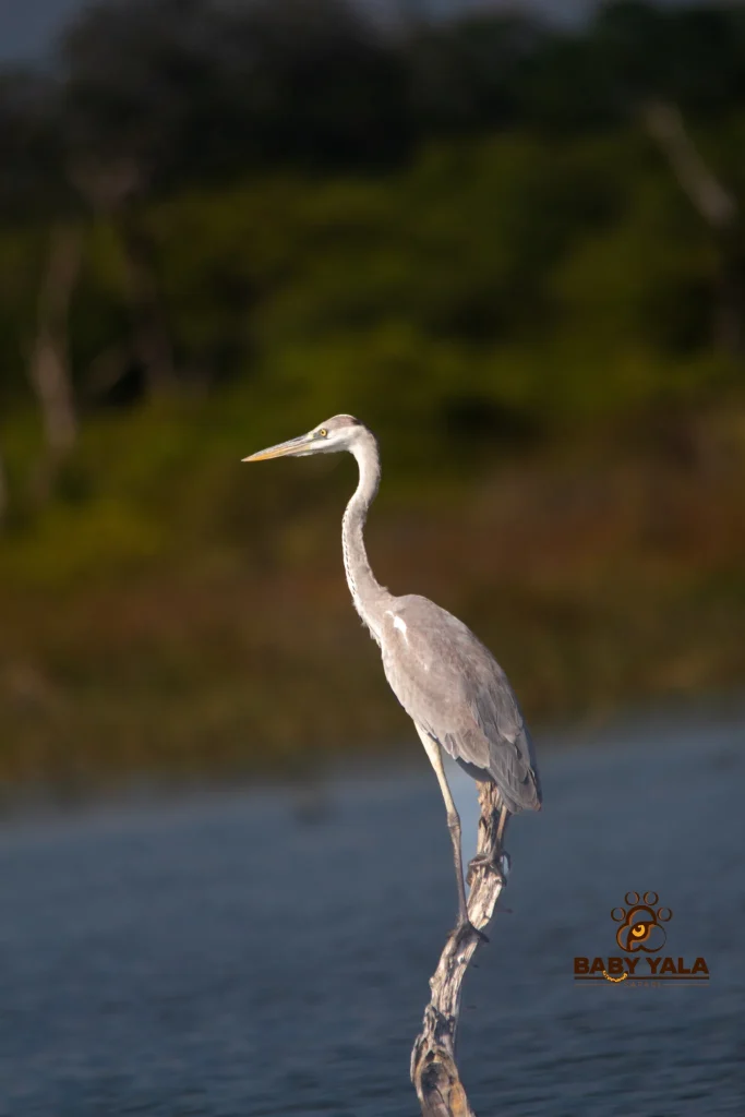A heron stands gracefully on a bare branch above a calm lake. The background is a blurred mix of green foliage, conveying a peaceful, natural scene.