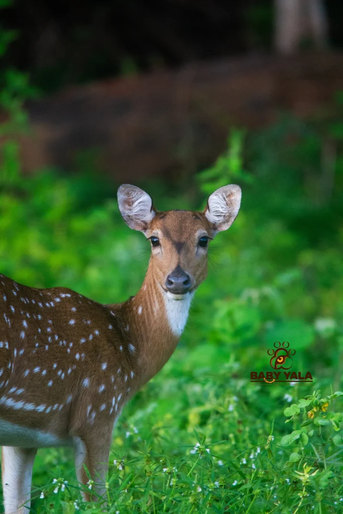 A deer with white spots stands alert in lush green foliage. Its ears are perked up, and the setting is vibrant and serene, conveying a peaceful tone.