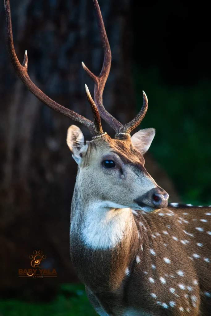 A majestic deer with spotted fur and graceful antlers stands alert against a blurred dark forest background, conveying a serene, natural beauty.