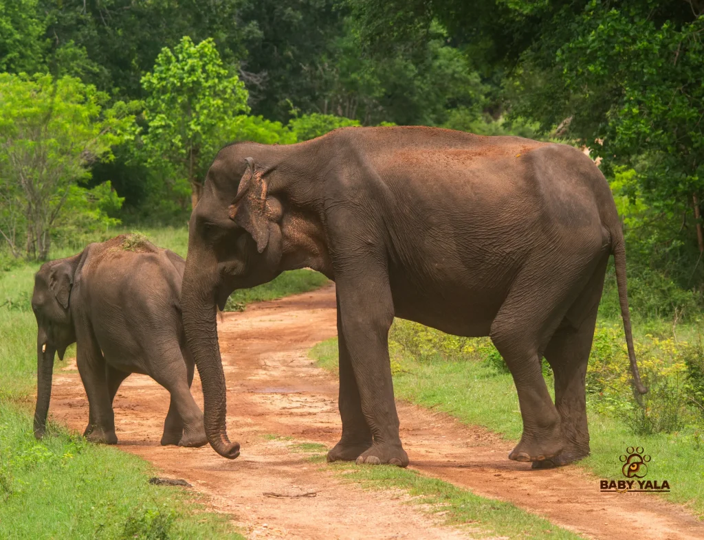 Two elephants walk on a dirt path through a lush, green forest. The adult leads, followed by a smaller elephant, evoking a sense of calm and nature.