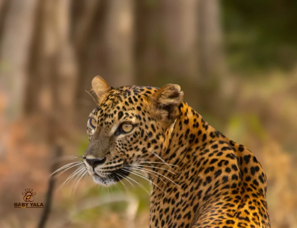 A leopard with a spotted coat turns its head, gazing intently. The background is a blurred natural setting of earthy tones, conveying a serene, focused mood.
