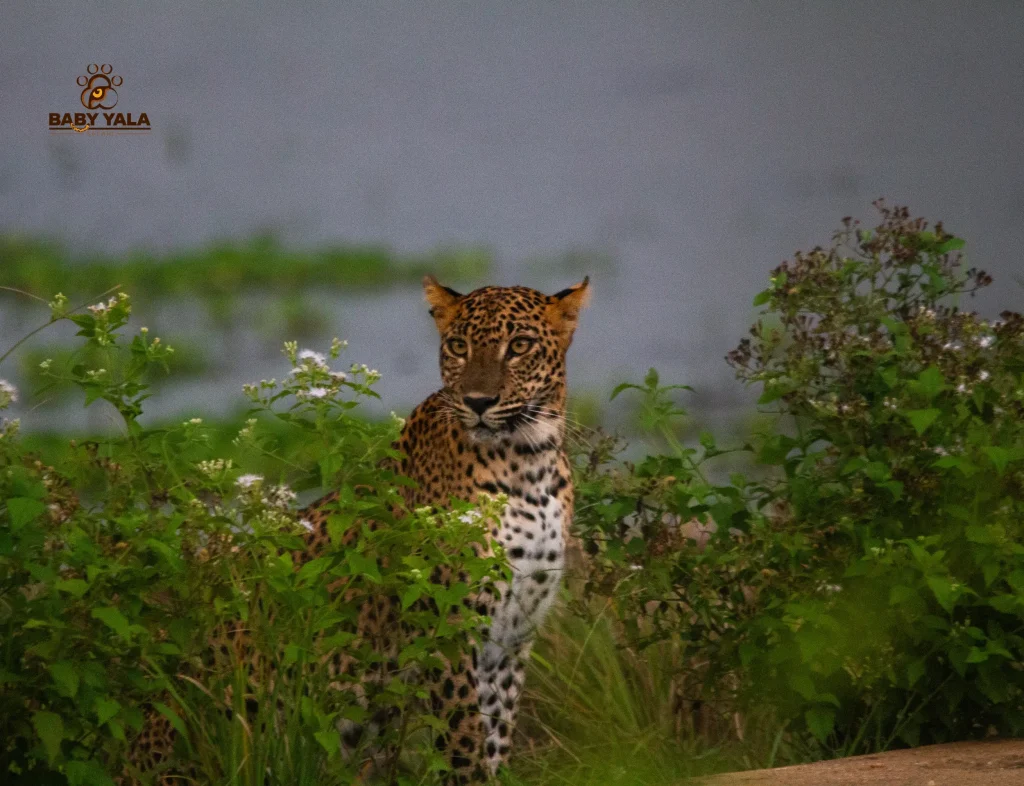 A leopard sits amidst lush green foliage, partially obscured. It gazes directly at the camera with alert eyes, conveying a sense of calm focus.