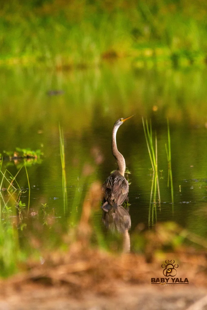 A solitary anhinga stands in a calm pond, surrounded by tall grasses with a blurred green and brown backdrop. The mood is serene and reflective.