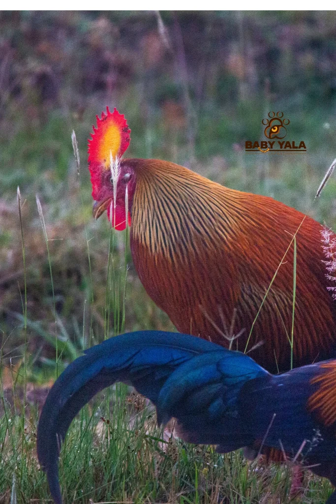 Two colorful roosters with vibrant red combs, golden-brown bodies, and dark blue tail feathers foraging in a grassy field, conveying a natural and lively scene.