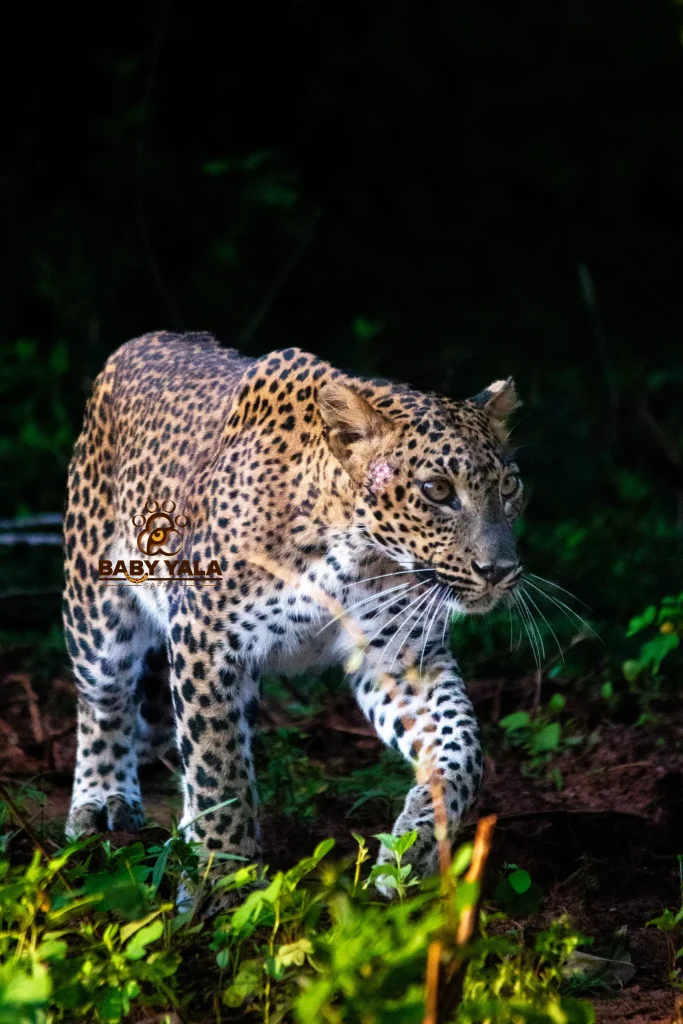A leopard prowls through a shadowy forest, its spotted coat contrasting with the vibrant green foliage. The scene conveys stealth and focus.
