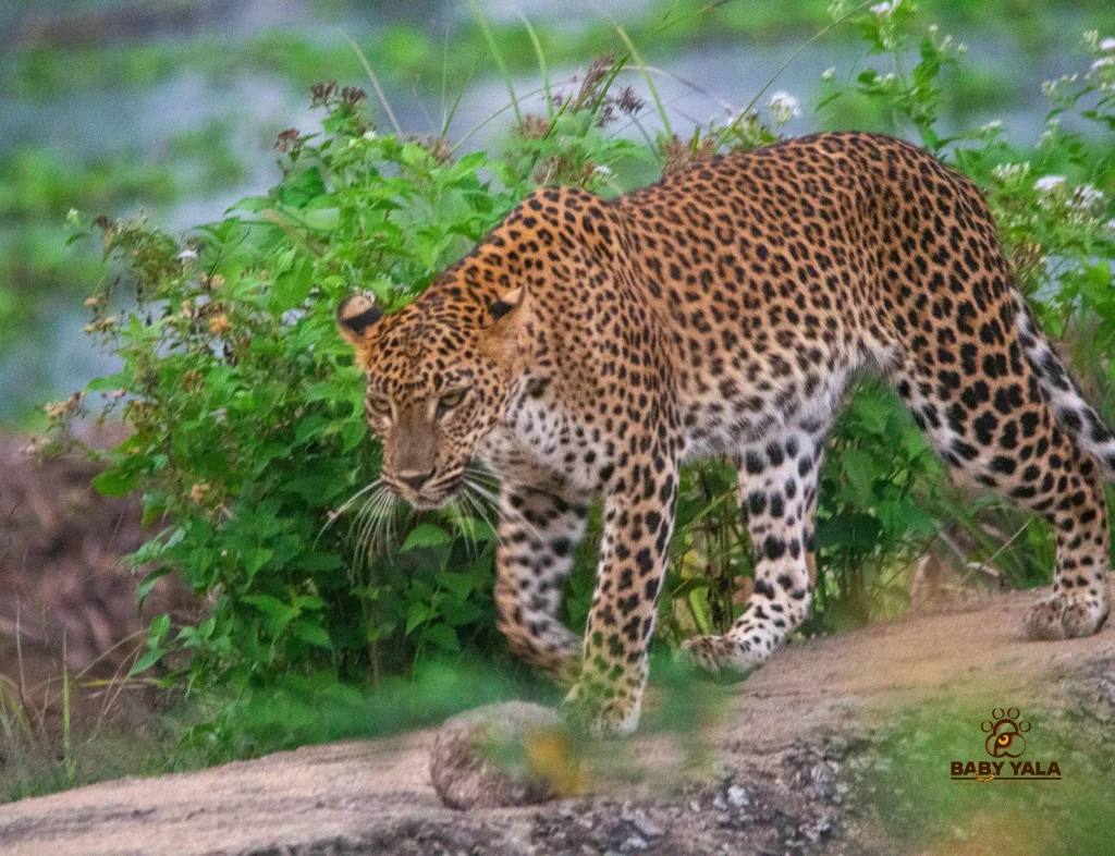 A leopard stands alert on lush green grass, its spotted coat blending with the surroundings. The scene conveys a sense of calm and natural beauty.