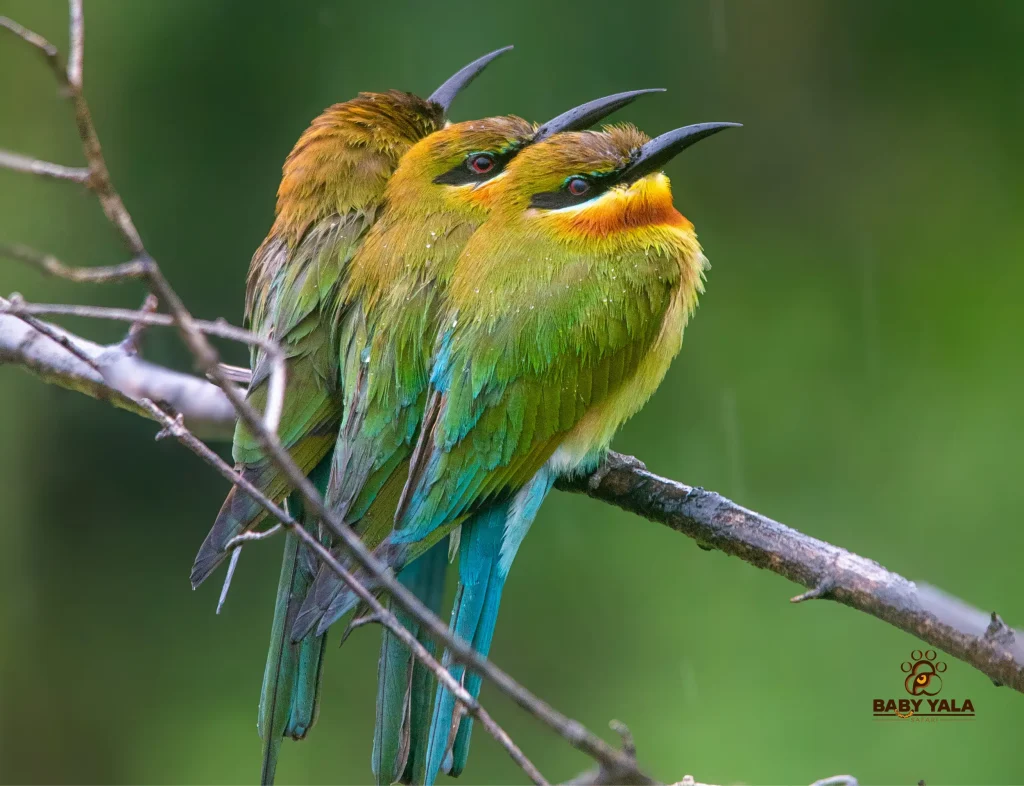 Two vibrant green and yellow Birds perch closely on a branch amidst light rain, set against a soft-focus lush green background.