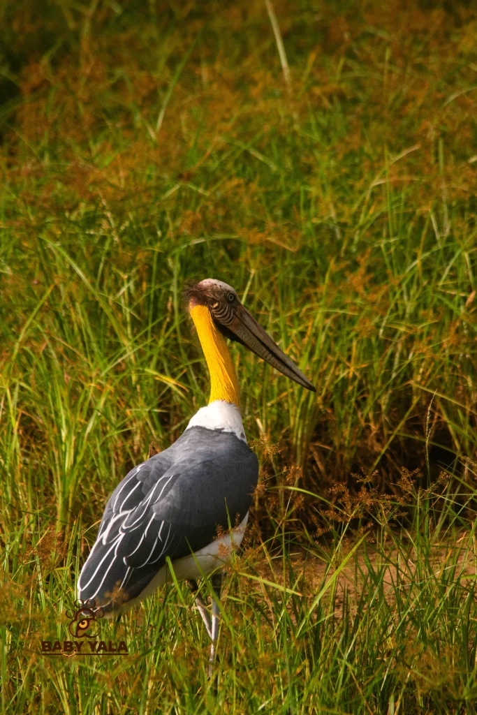 Stork with a vibrant yellow neck and long beak stands gracefully in lush green grass, creating a serene and natural wildlife setting.